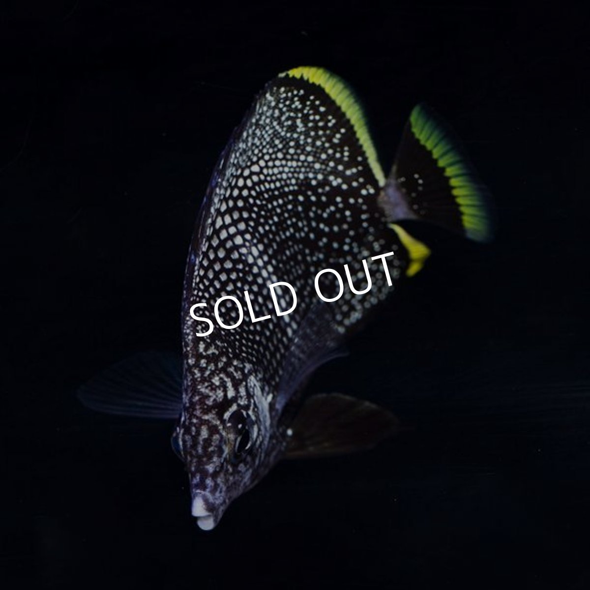 画像4: ■ＳＡＬＥ■ ユウゼン (4)