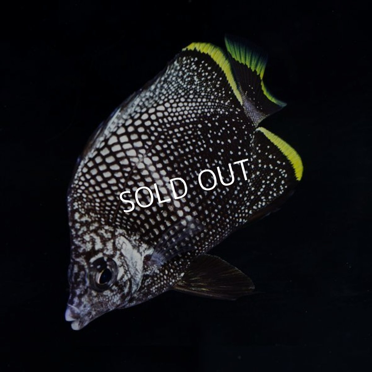 画像2: ■ＳＡＬＥ■ ユウゼン (2)