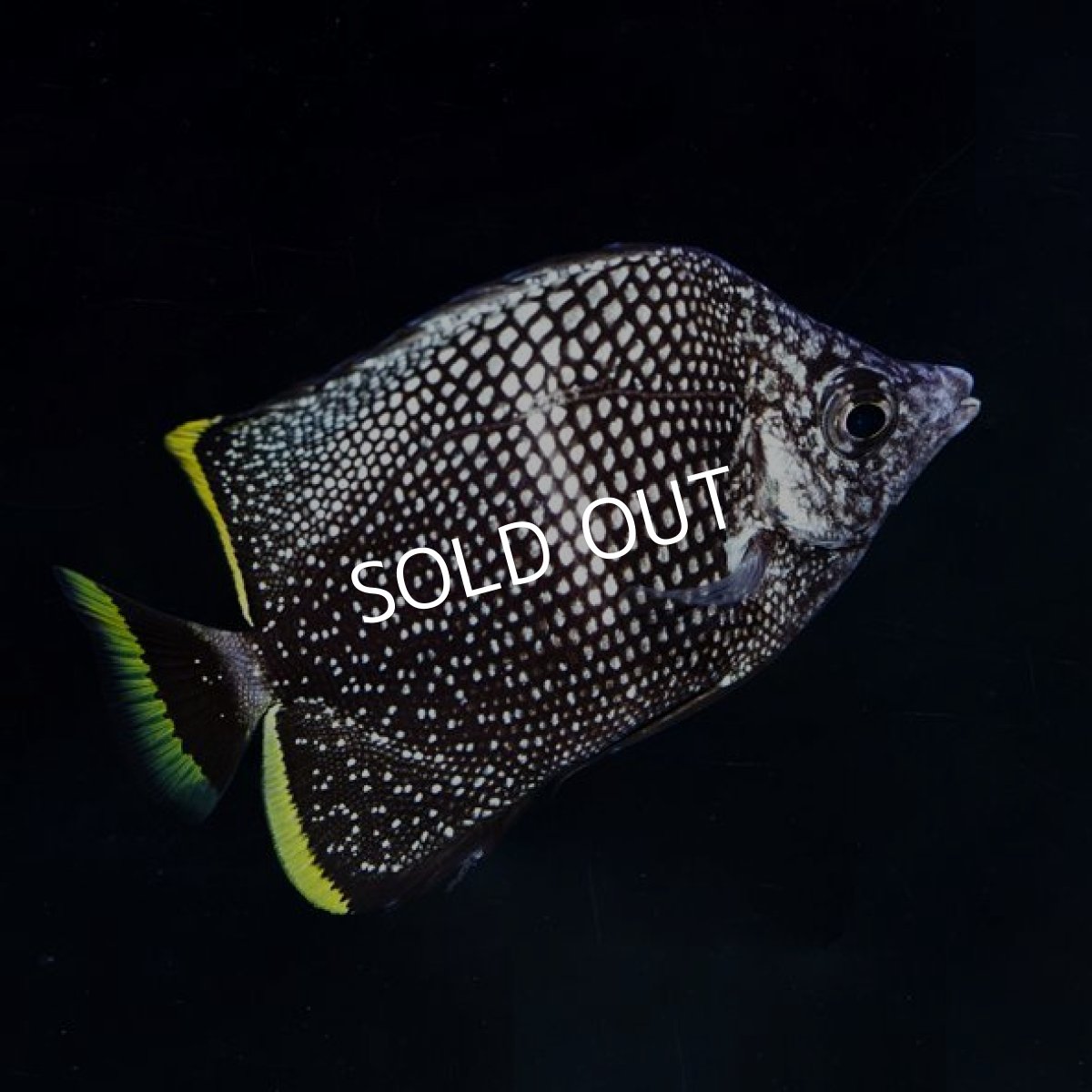 画像3: ■ＳＡＬＥ■ ユウゼン (3)