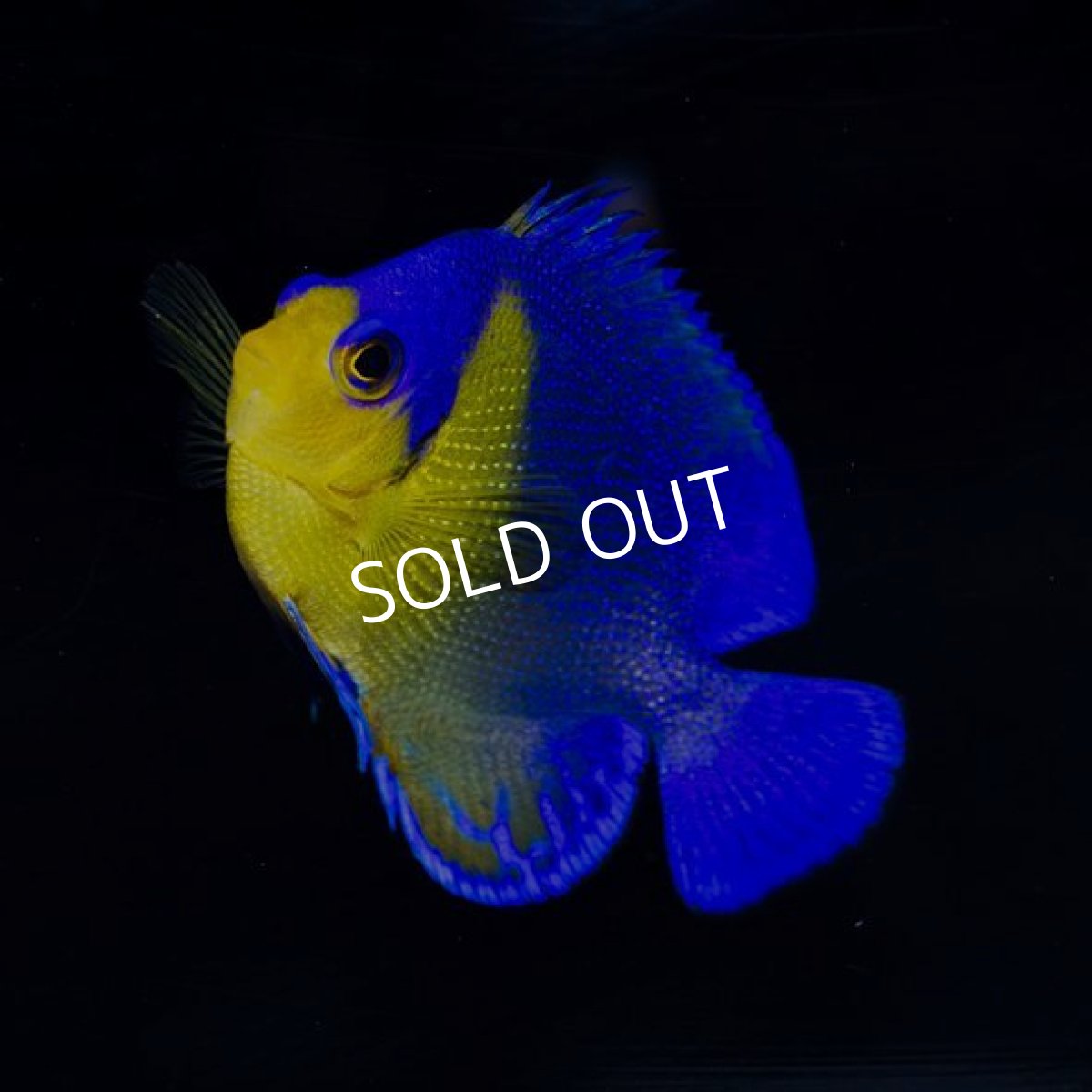 画像3: スミレヤッコ M 八重山産 (3)