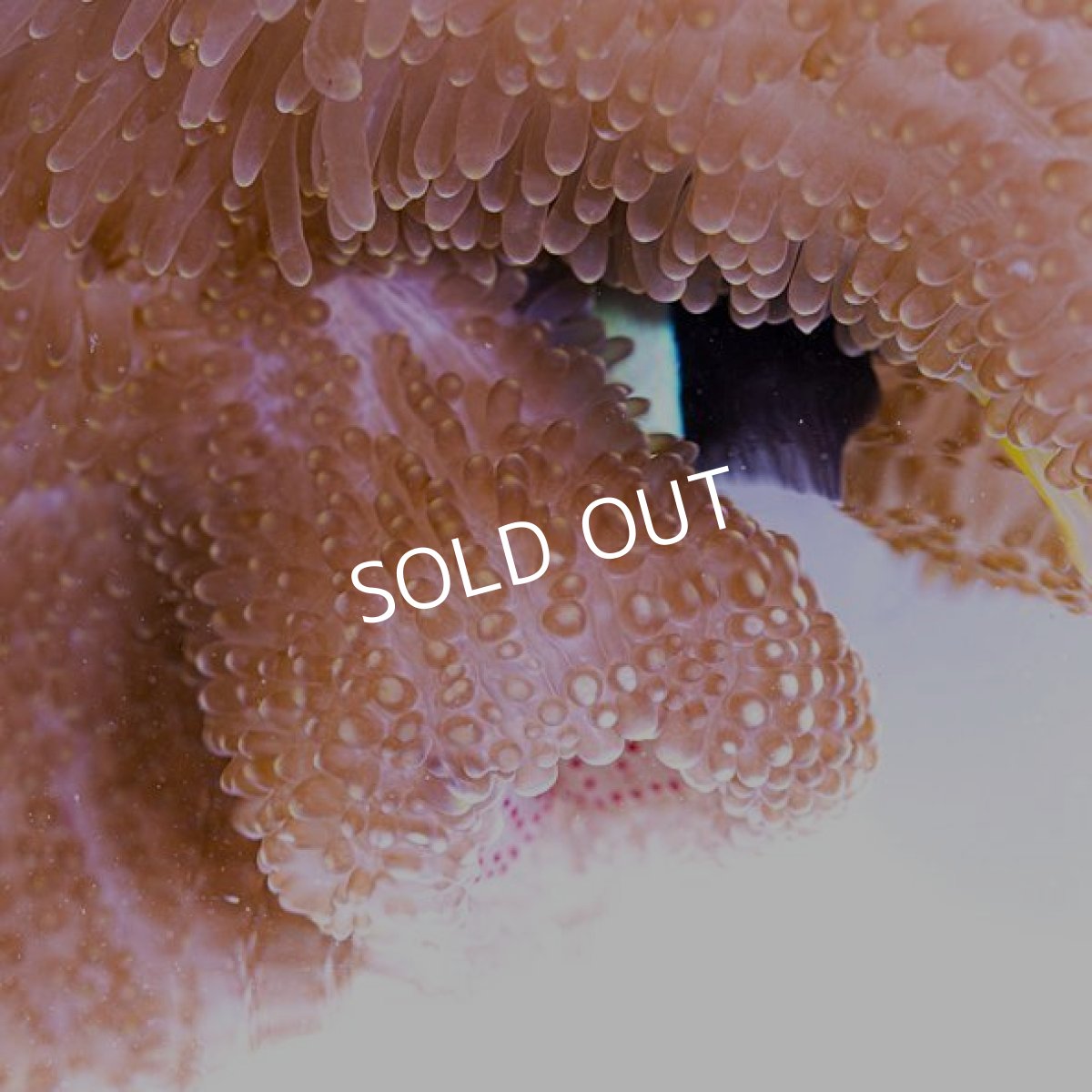 画像3: 八重山産　アラビアハタゴイソギンチャク　L (3)