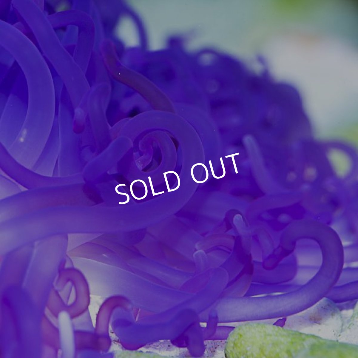 画像2: ＬＴイソギンチャク　パープル (2)