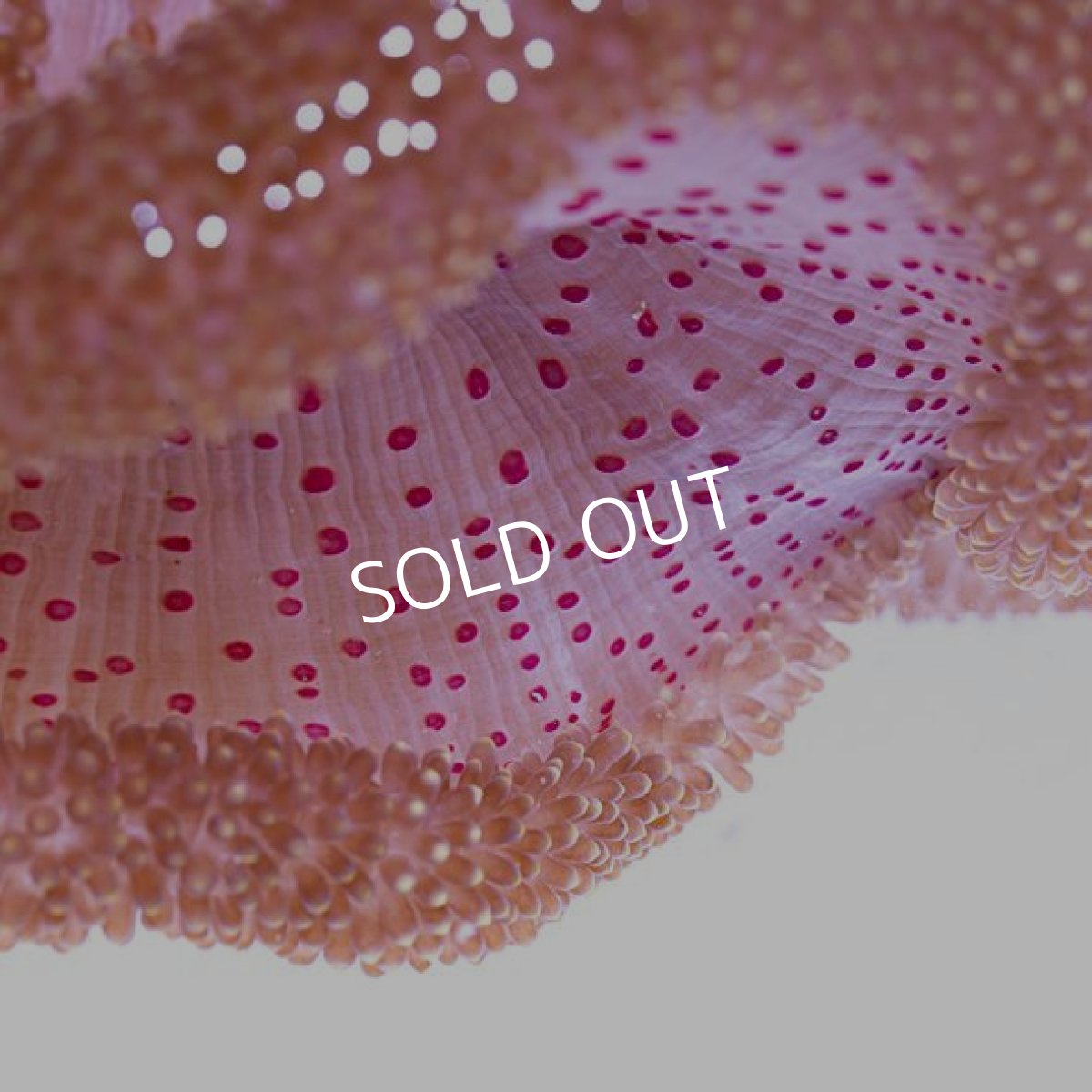 画像2: 八重山産　アラビアハタゴイソギンチャク　L (2)