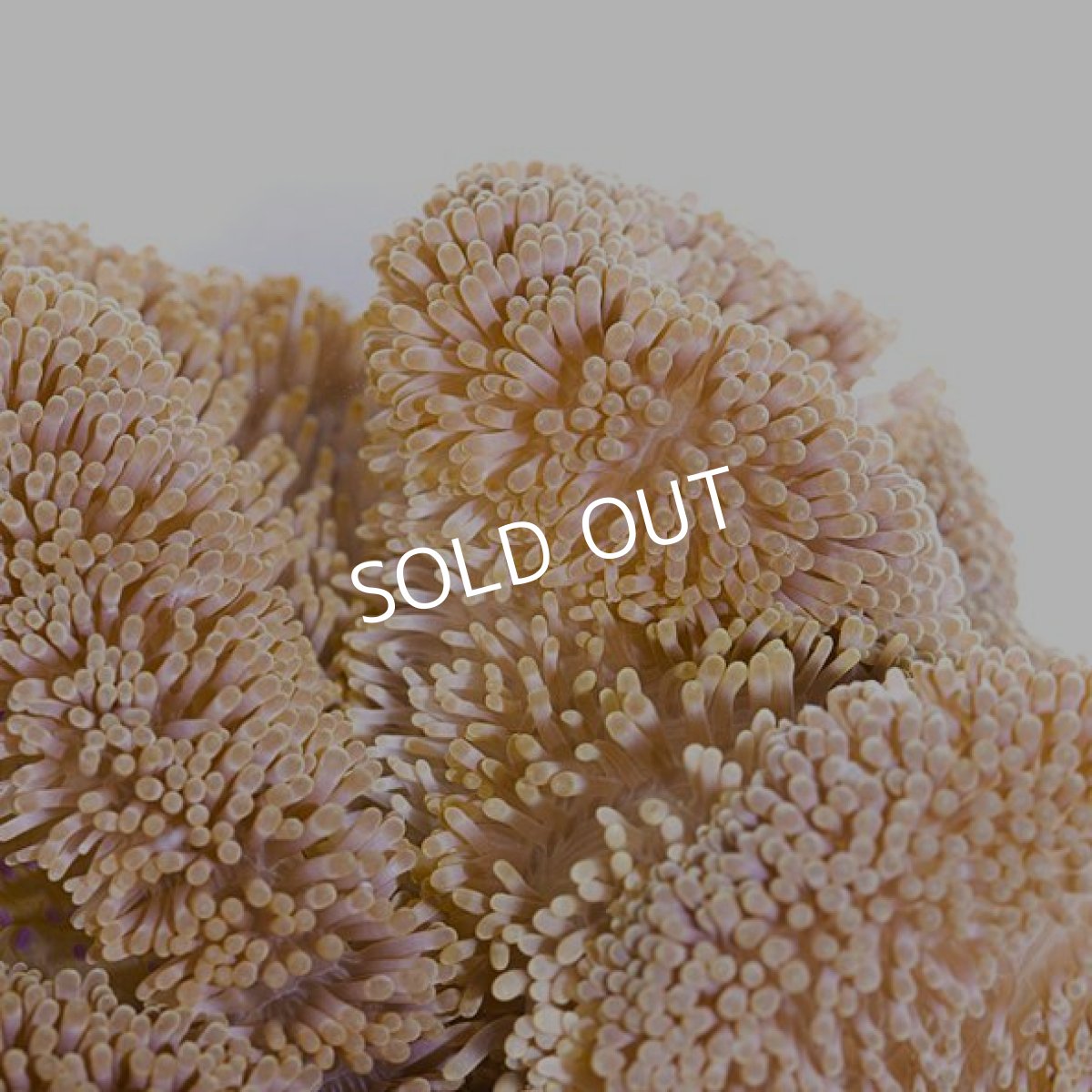 画像2: 八重山産　ハタゴイソギンチャク　L (2)