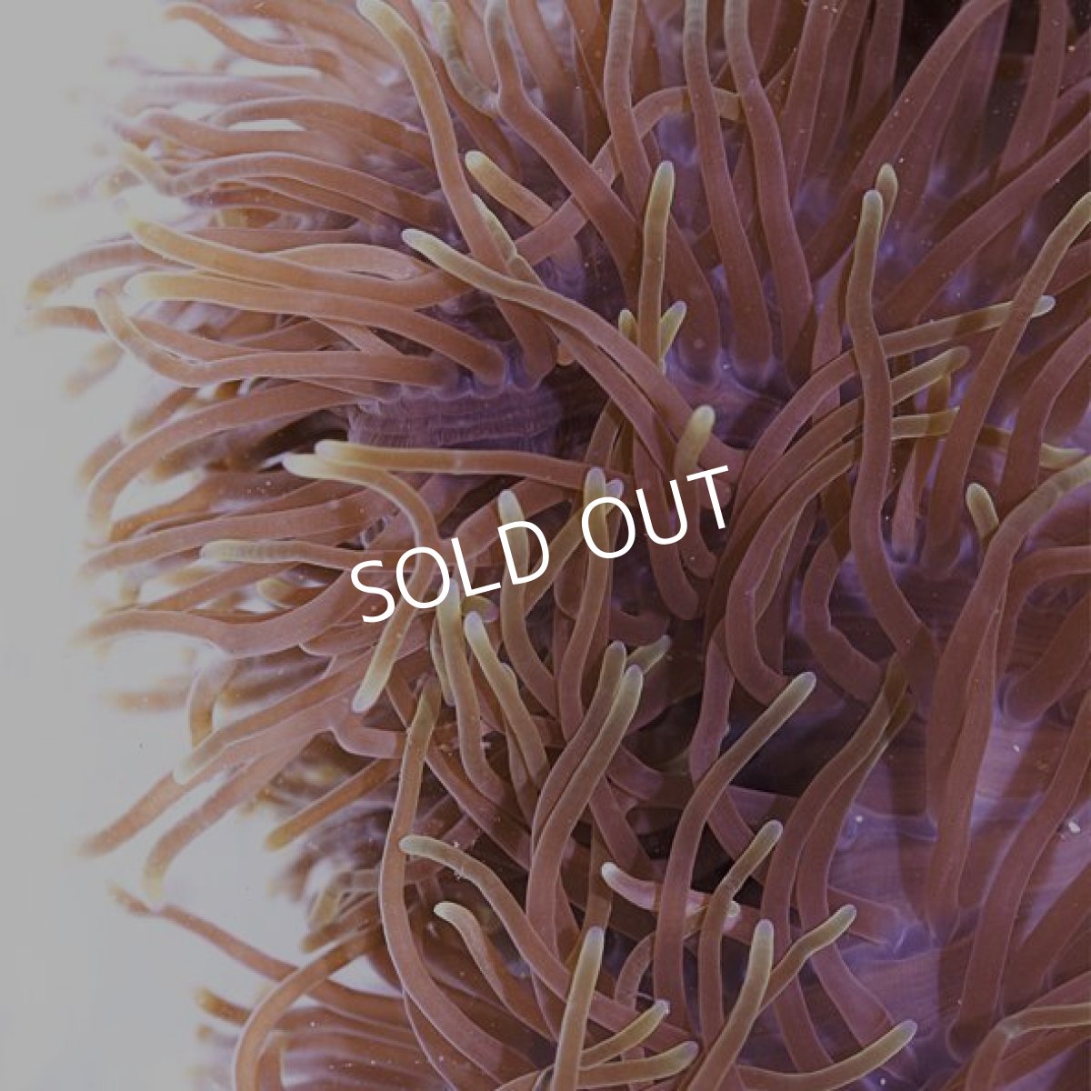 画像2: 八重山産 センジュイソギンチャク L (2)