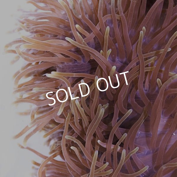 八重山産 センジュイソギンチャク L 海水魚専門店 Ceppo Onlinestore