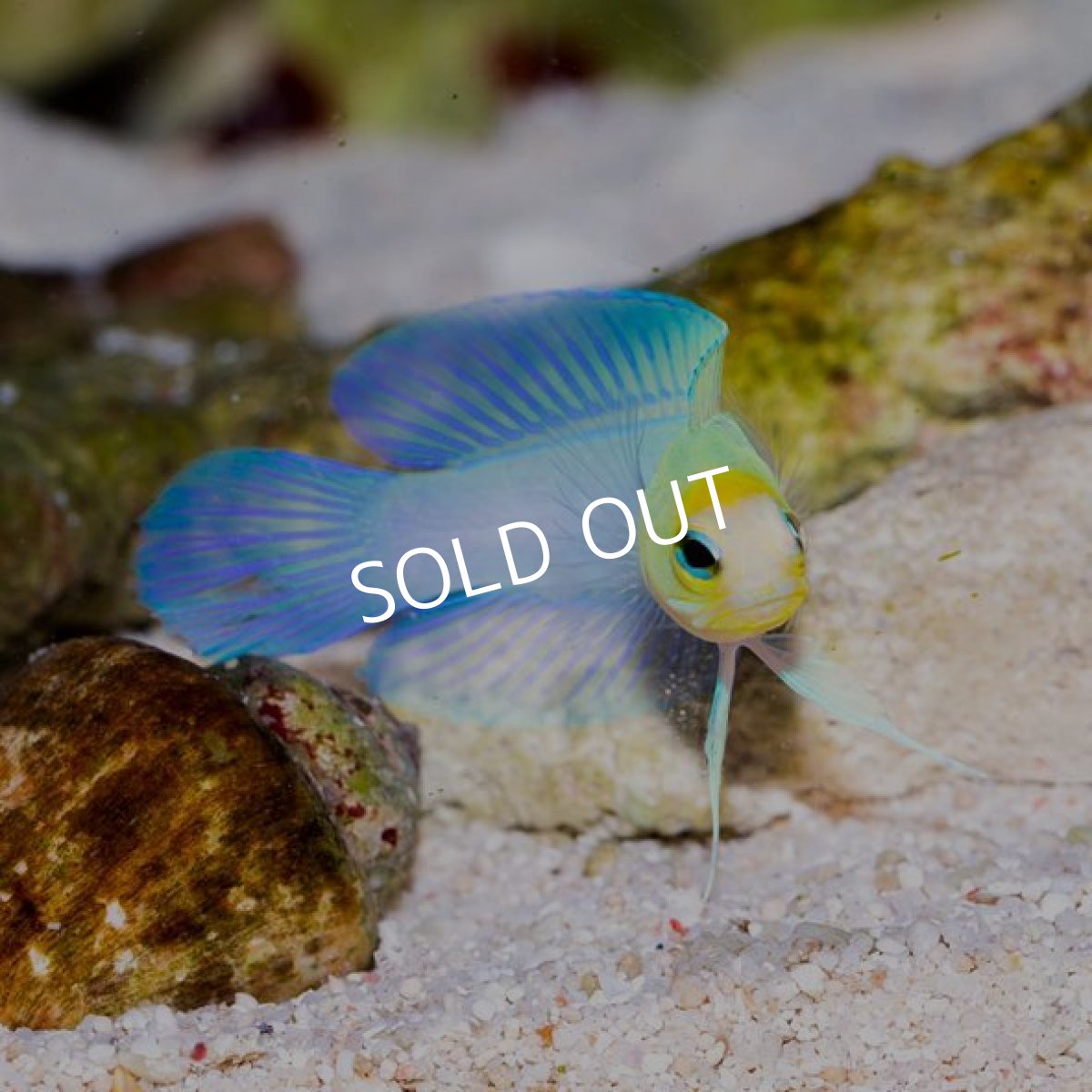 画像2: イエローヘッドジョーフイッシュ M (2)