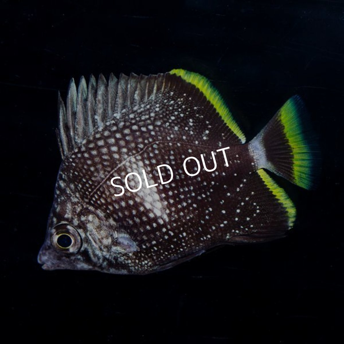 画像2: ユウゼン 幼魚 No.1 (2)