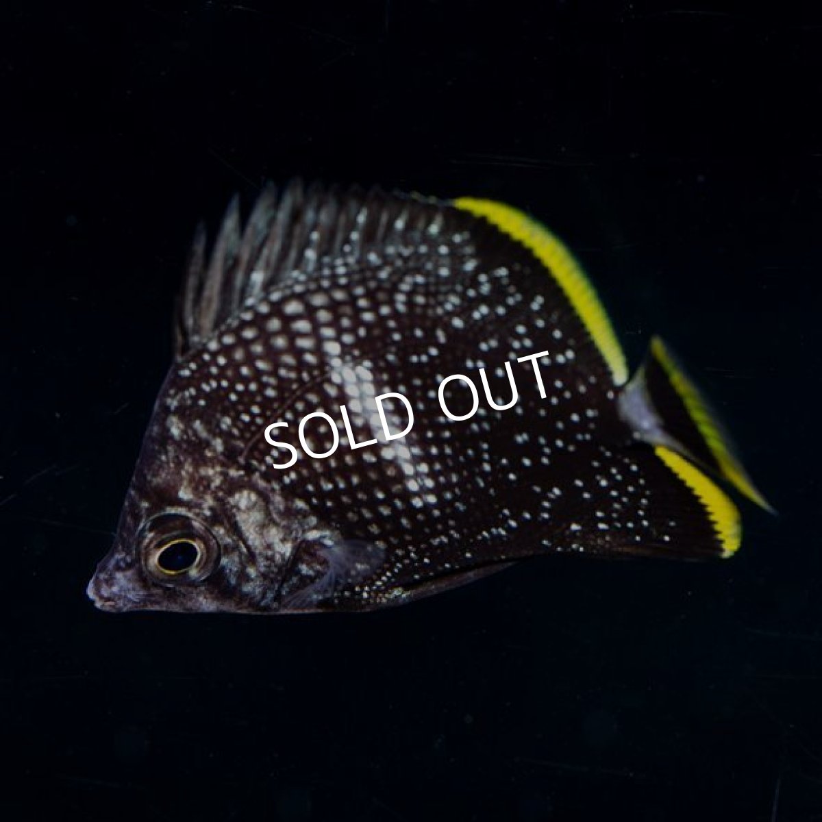 画像2: ユウゼン 幼魚 No.2 (2)