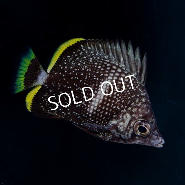 ユウゼン 幼魚 No 2 海水魚専門店 Ceppo Onlinestore