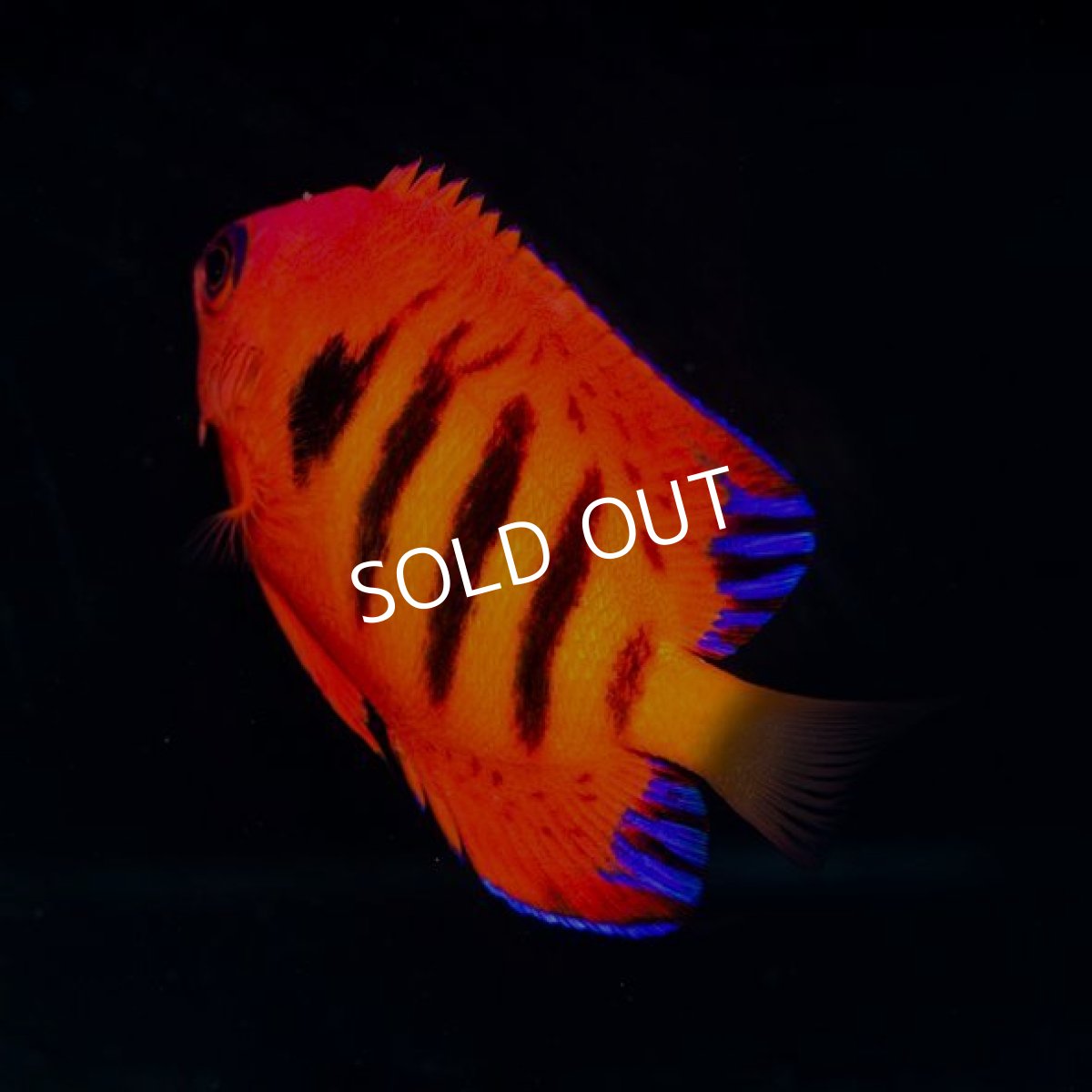 画像2: フレームエンゼル (2)