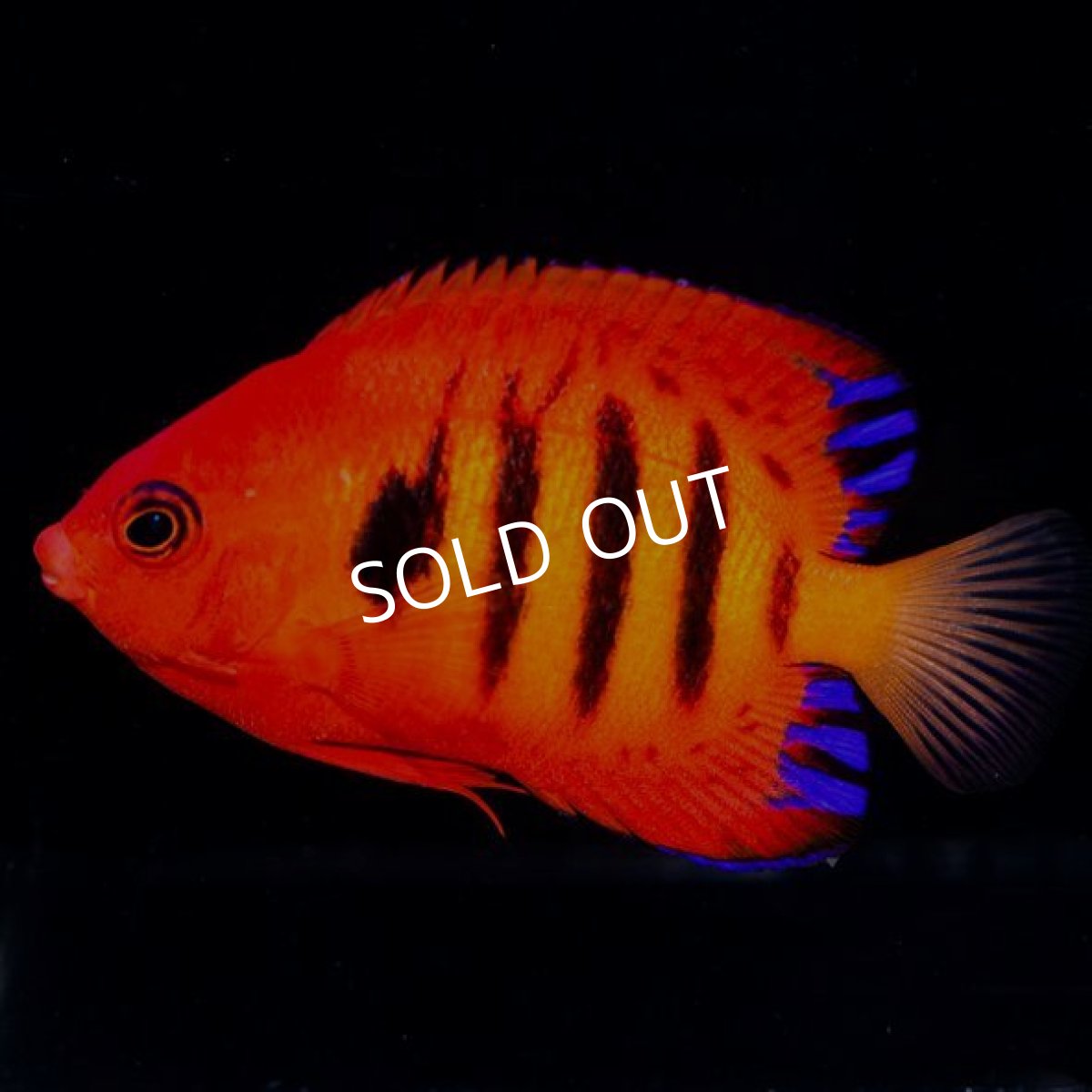 画像2: フレームエンゼル (2)