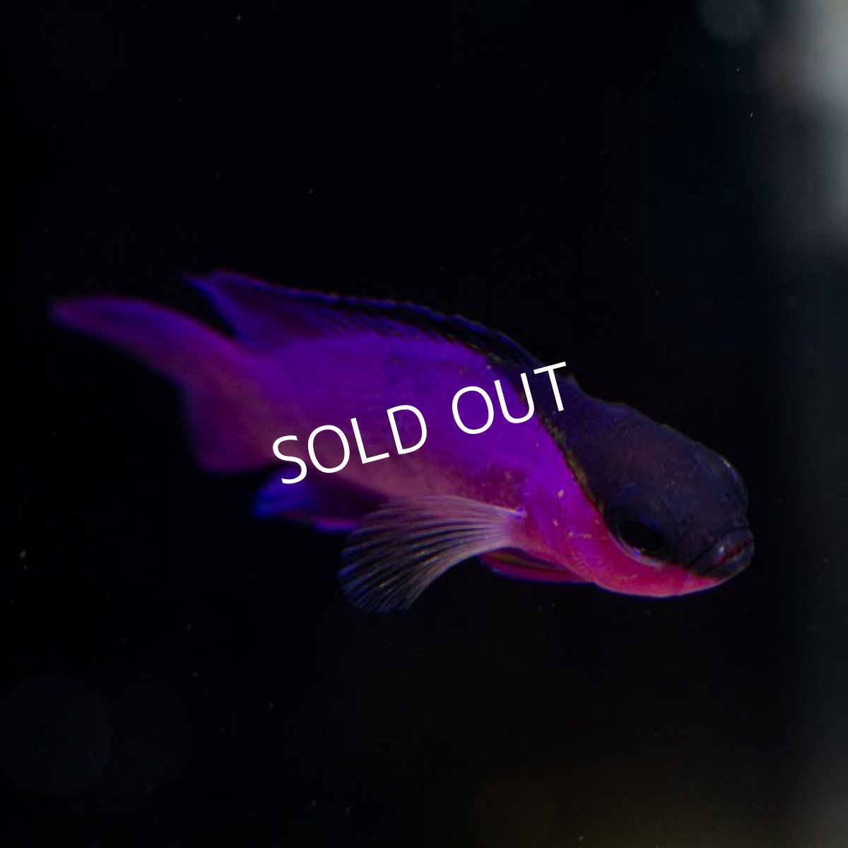 画像2: ブラックキャップバスレット (2)