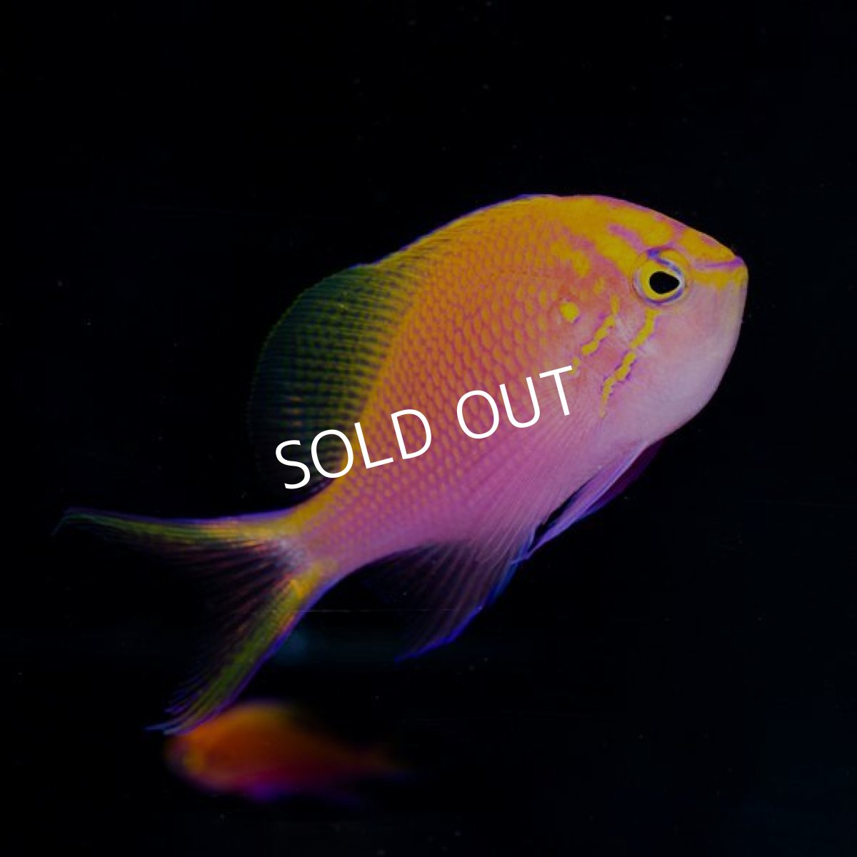 画像2: ハナゴンベ　　八重山 (2)