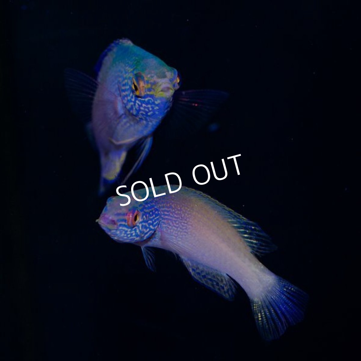 画像2: ローンボイドフェアリーラス ペア (2)