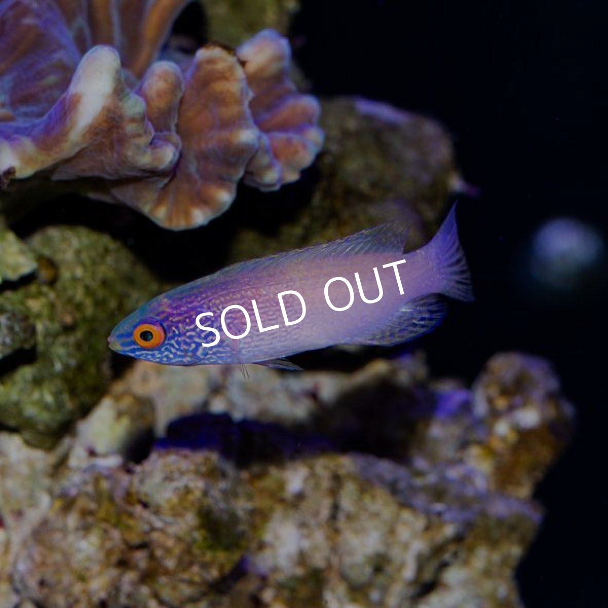 画像3: ローンボイドフェアリーラス ペア (3)