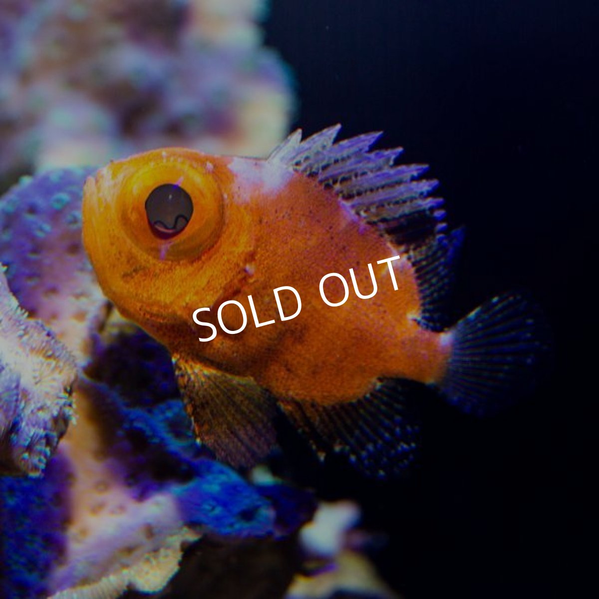 画像2: ポップアイカタルファ S (2)