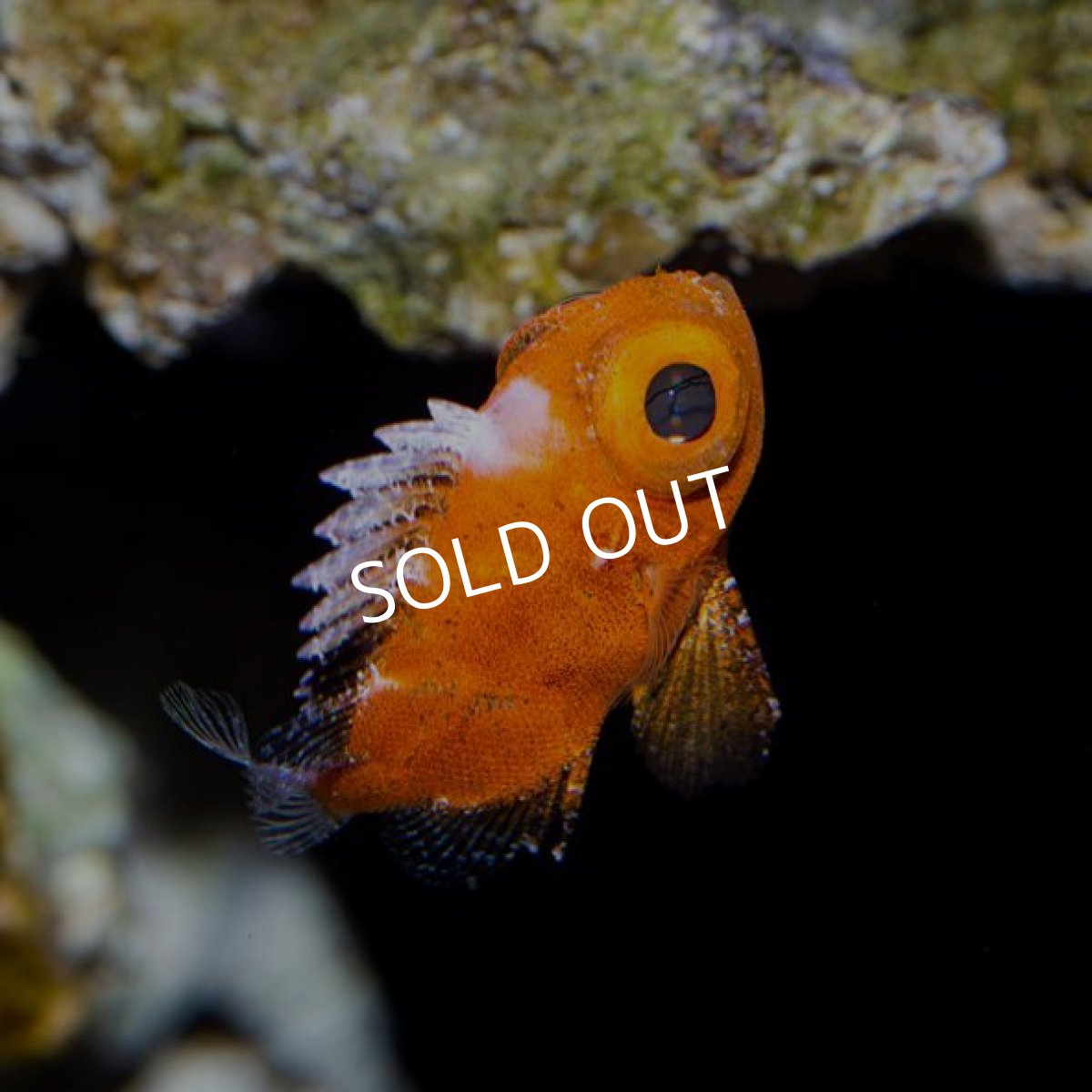 画像3: ポップアイカタルファ S (3)