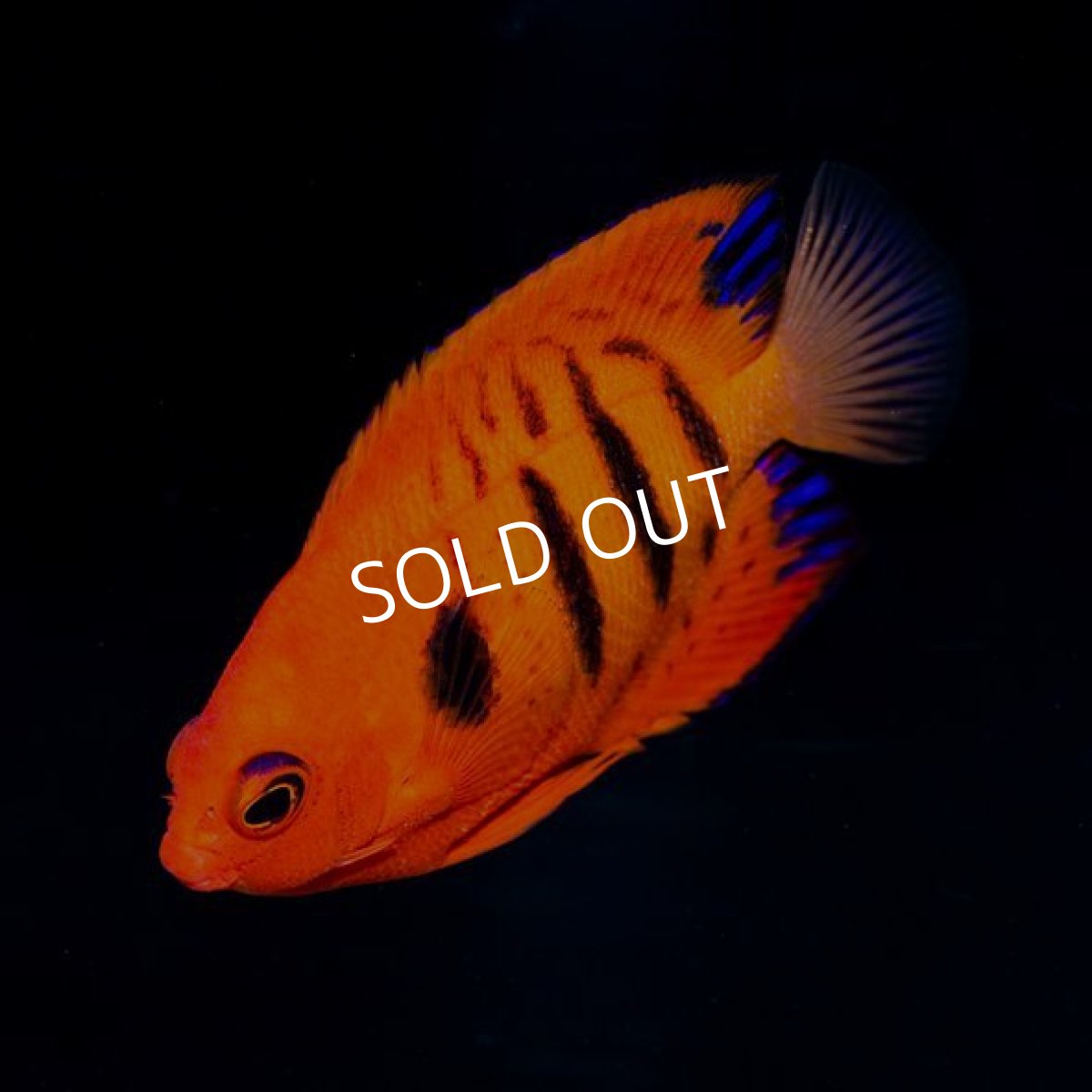 画像2: フレームエンゼル No.5 (2)