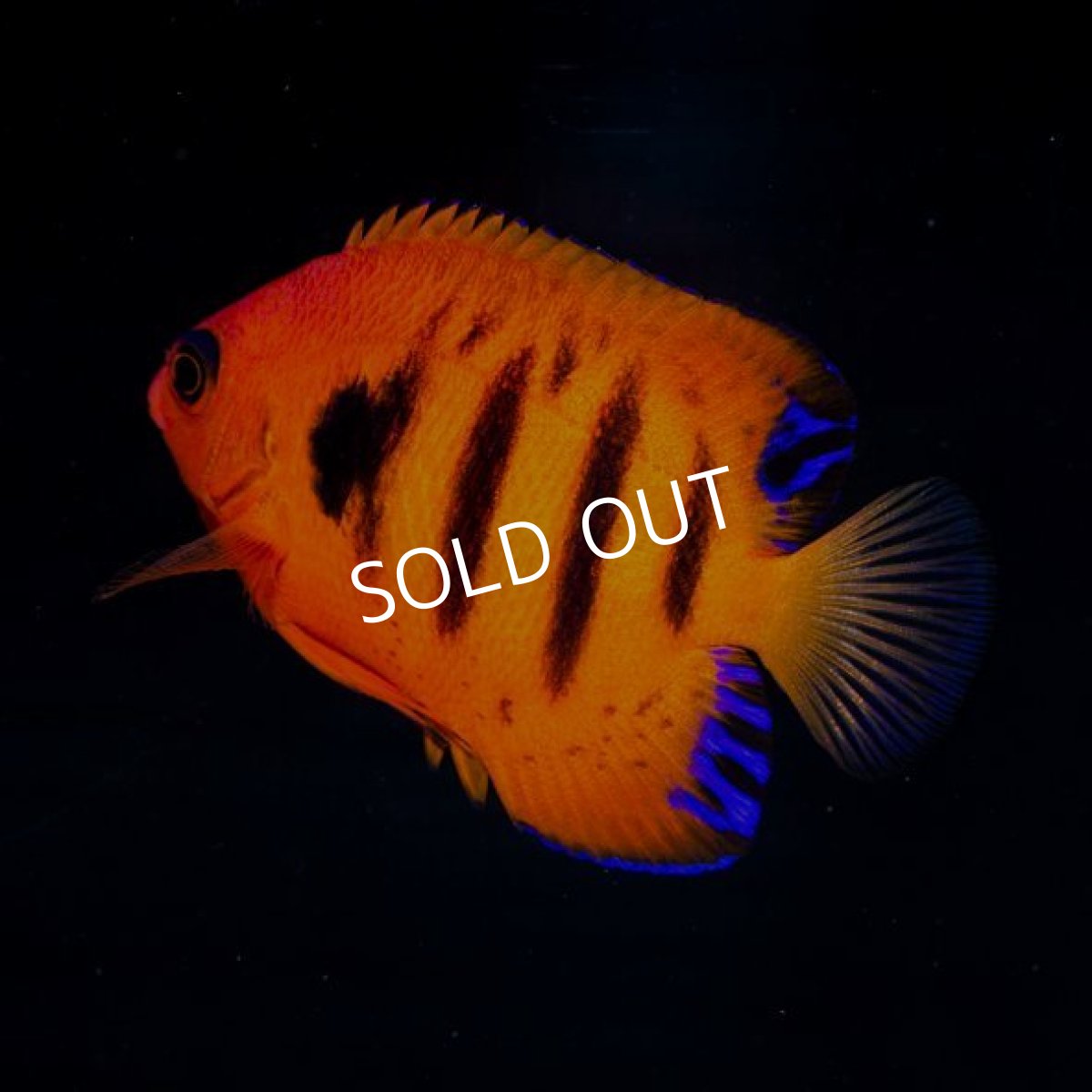 画像2: フレームエンゼル No.3 (2)