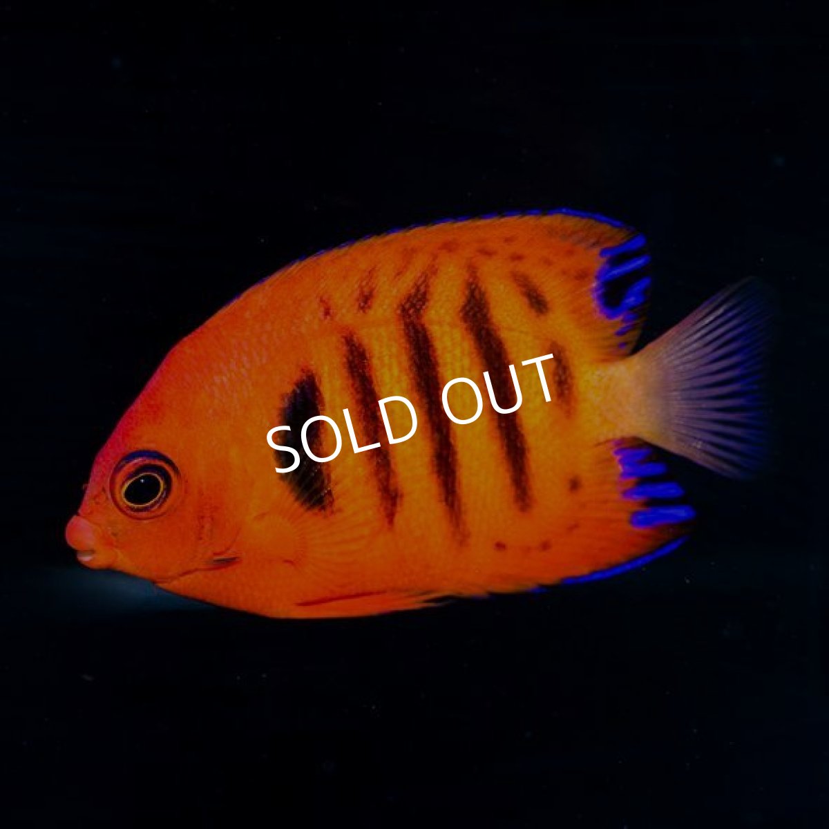 画像2: フレームエンゼル No.1 (2)