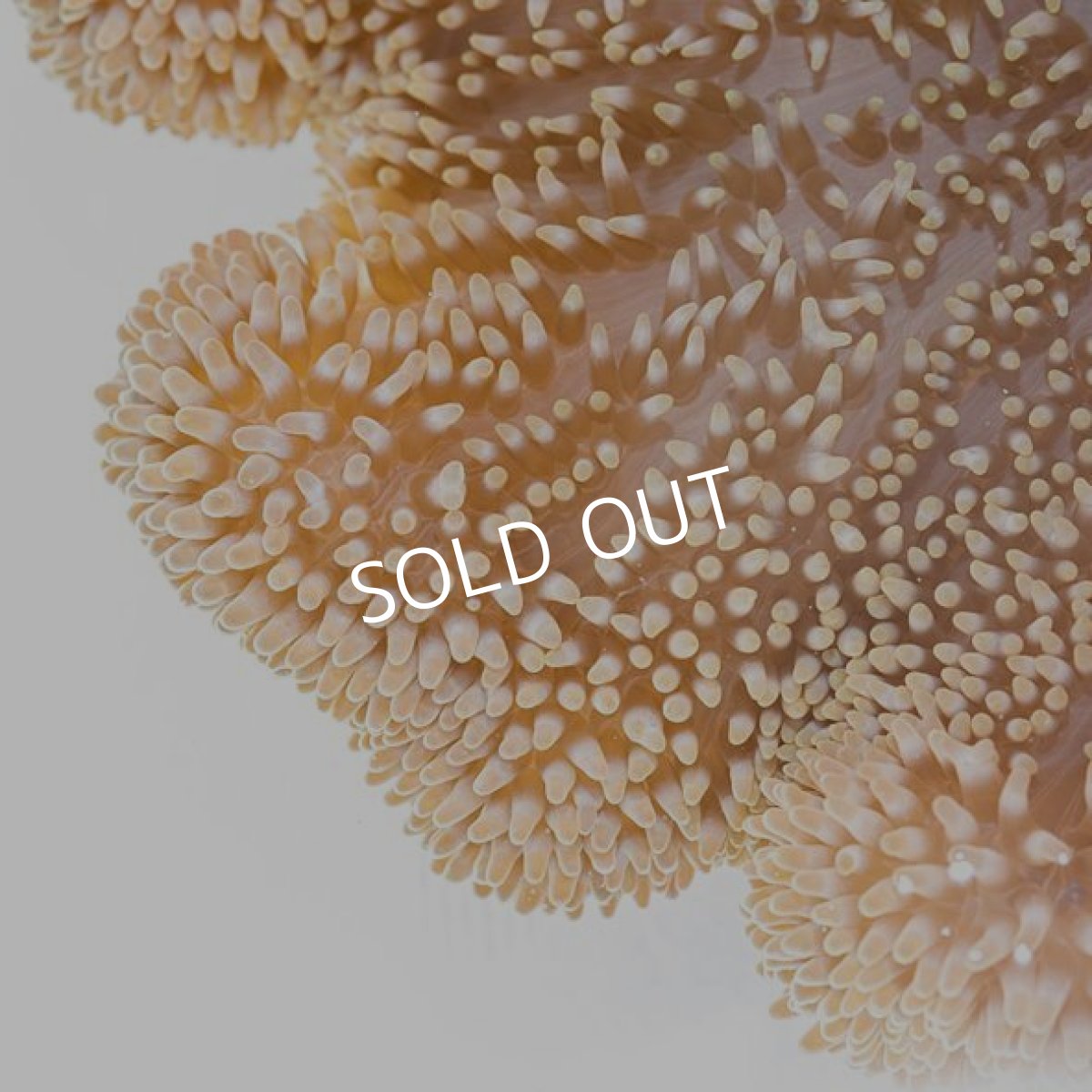 画像2: ハタゴイソギンチャク M　八重山産 (2)