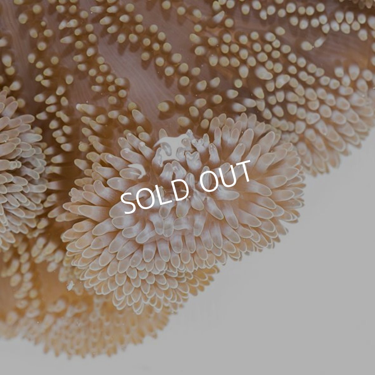 画像3: ハタゴイソギンチャク M　八重山産 (3)