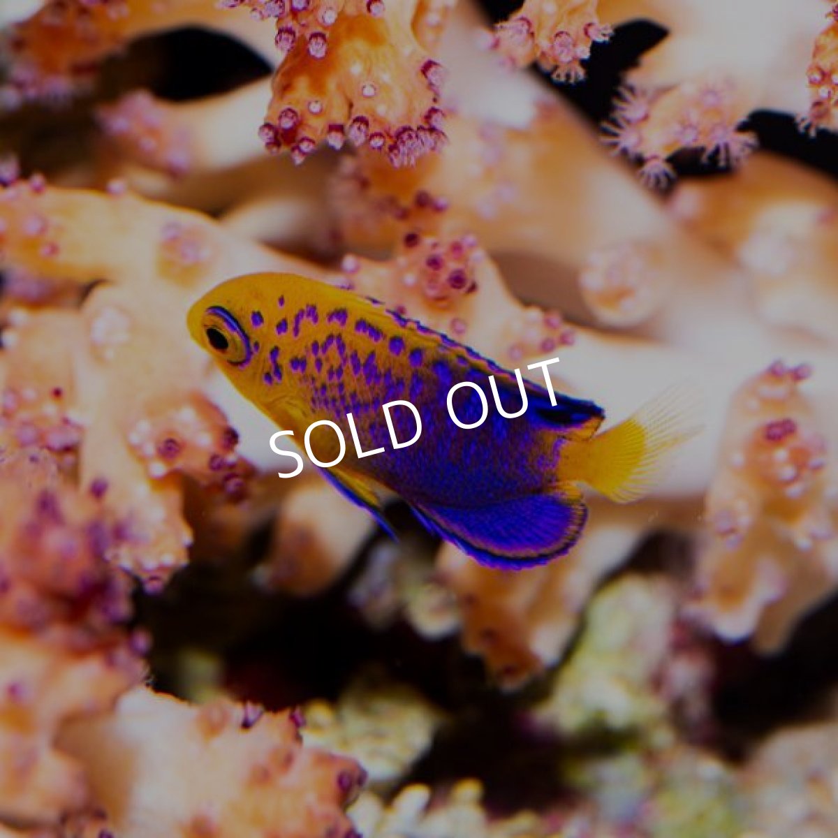 画像3: レンテンヤッコ　ＳＳ (3)