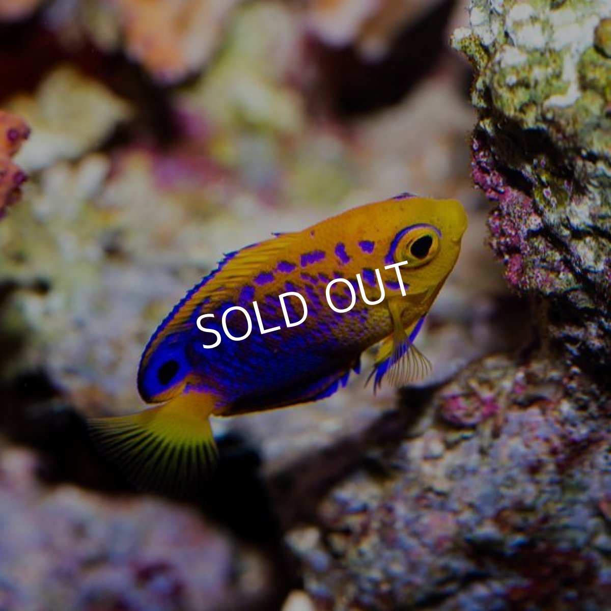 画像2: レンテンヤッコ　ＳＳ (2)