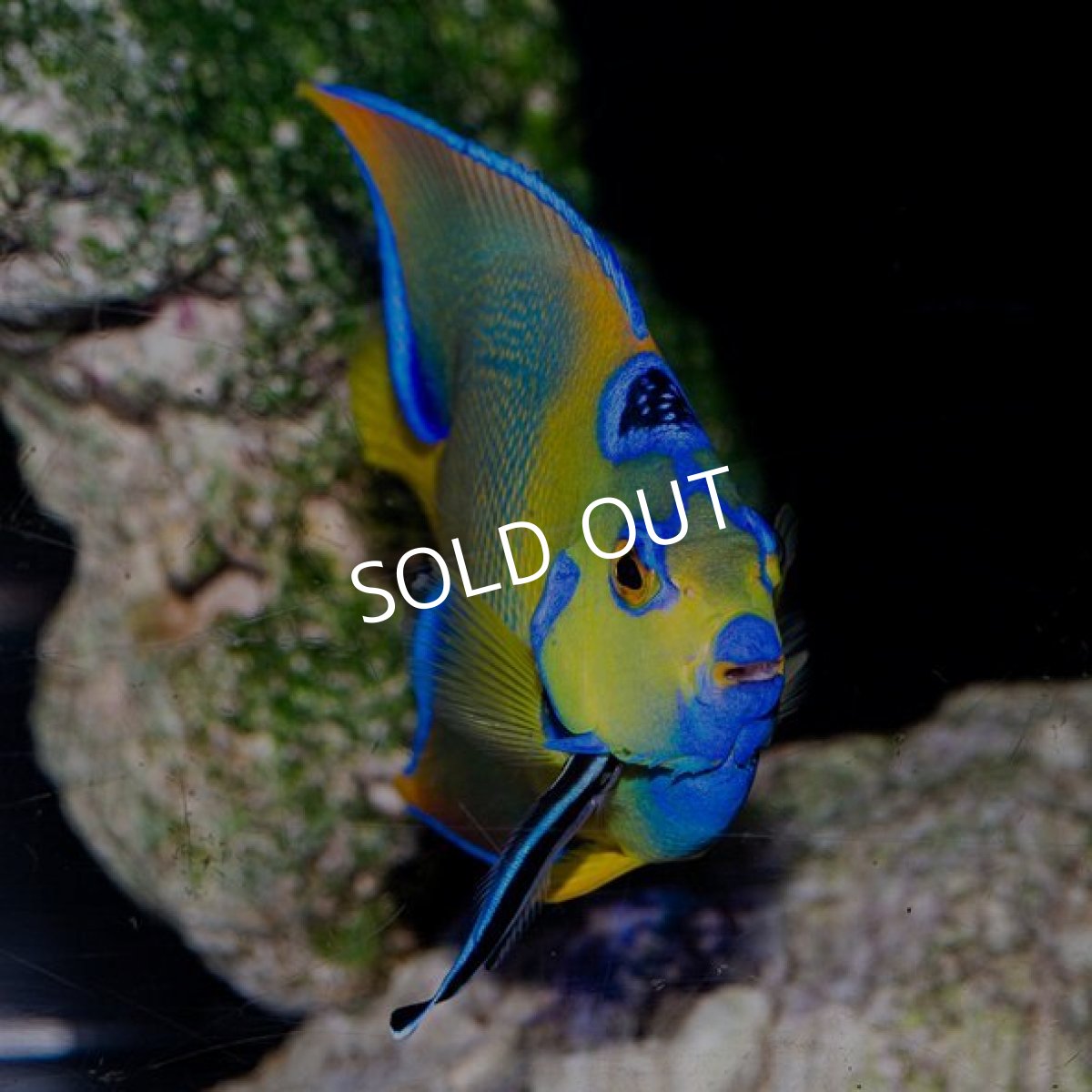 画像3: クイーンエンゼル L (3)