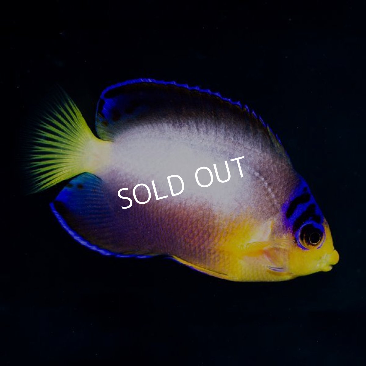 画像3: マルチカラーエンゼル (3)