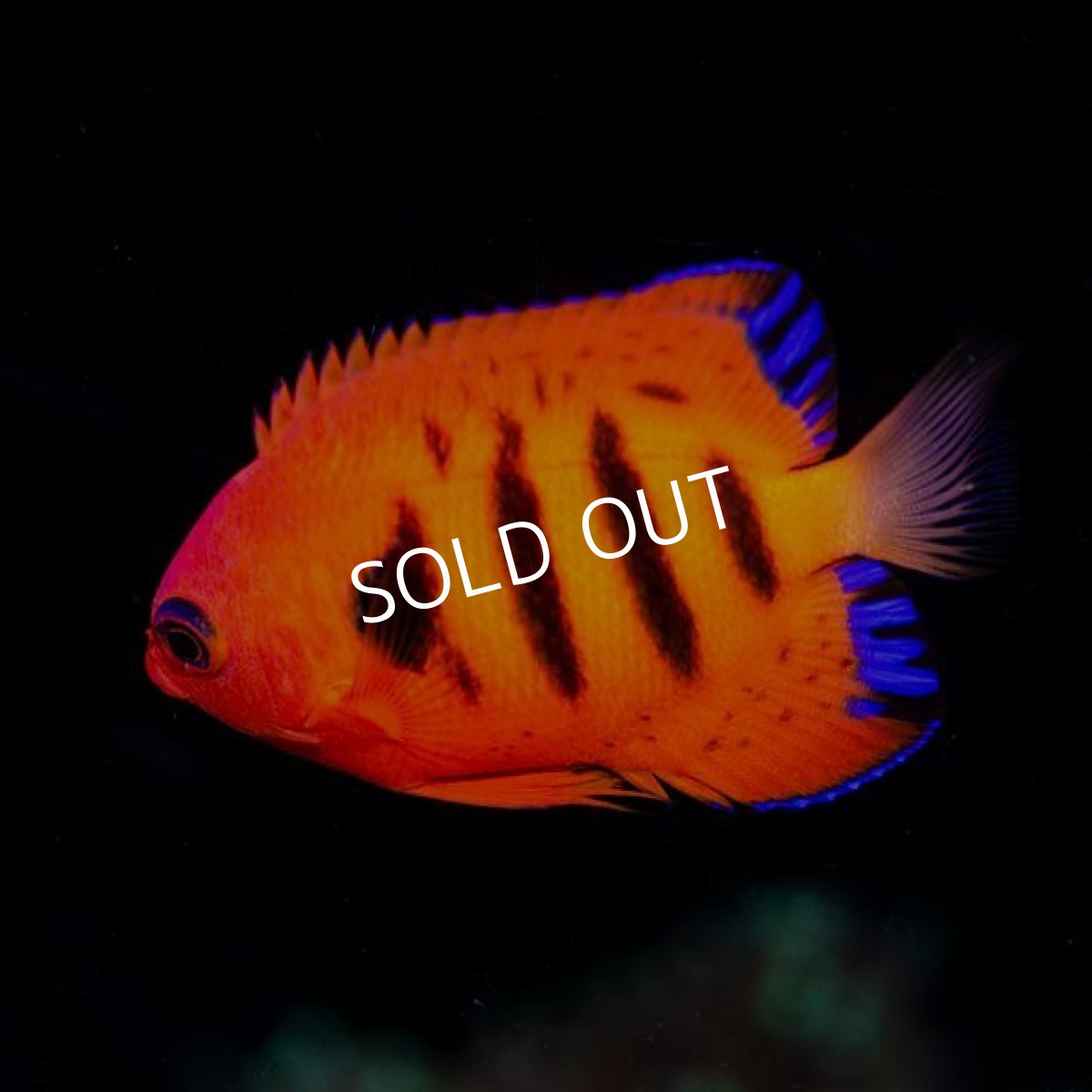 画像2: フレームエンゼル No.1 (2)