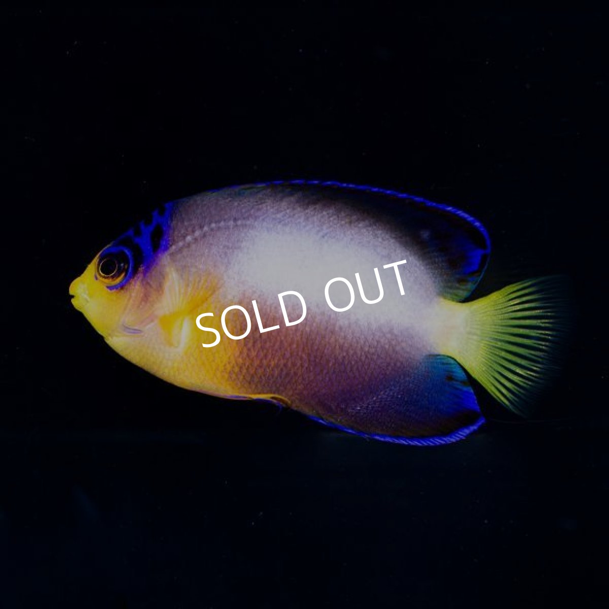 画像4: マルチカラーエンゼル (4)