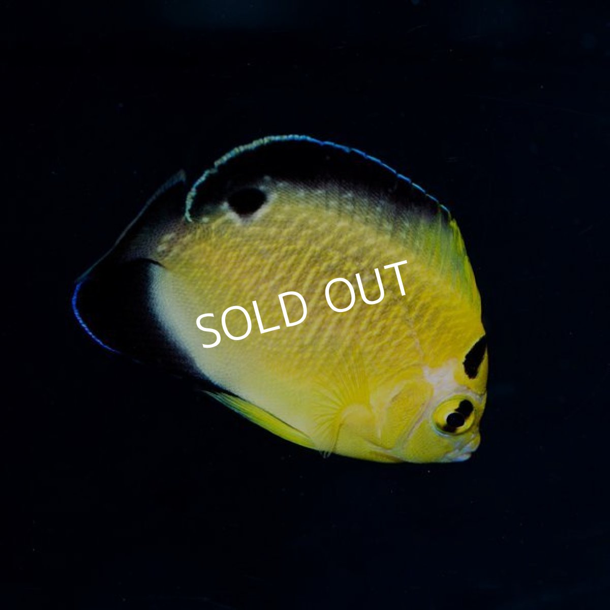 画像2: ゴールドフレークエンゼル　ブリード (2)