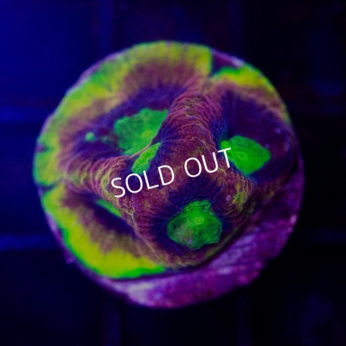 画像2: CE Favia Dragon Soul (2)