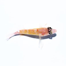 画像6: デイゴハナダイ Plectranthias winniensis (6)