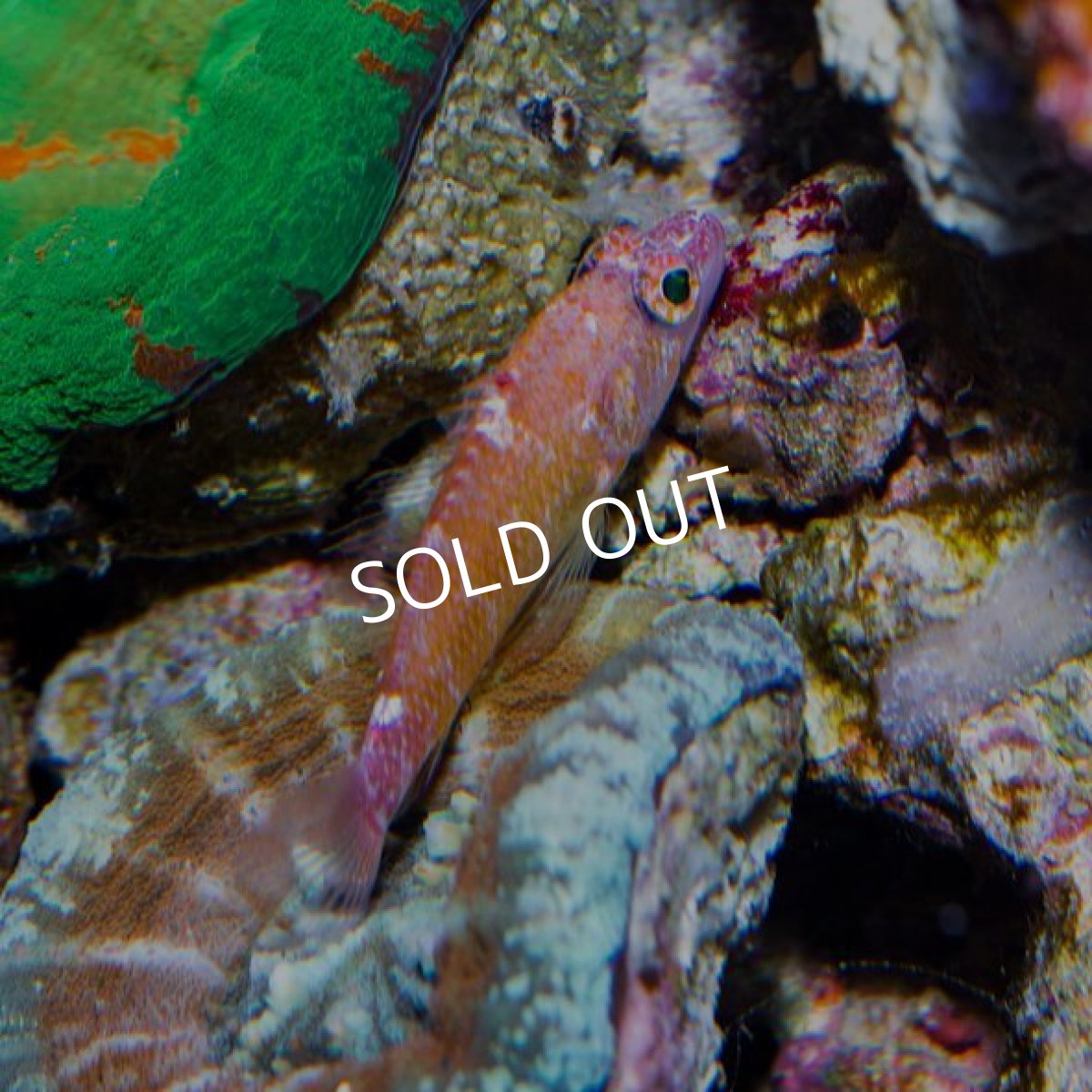 画像5: デイゴハナダイ Plectranthias winniensis (5)