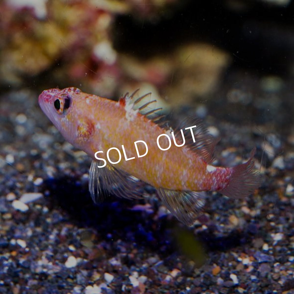 画像2: デイゴハナダイ Plectranthias winniensis (2)