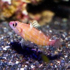 画像2: デイゴハナダイ Plectranthias winniensis (2)