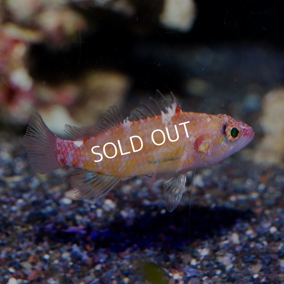 画像4: デイゴハナダイ Plectranthias winniensis (4)