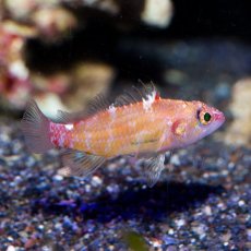 画像4: デイゴハナダイ Plectranthias winniensis (4)