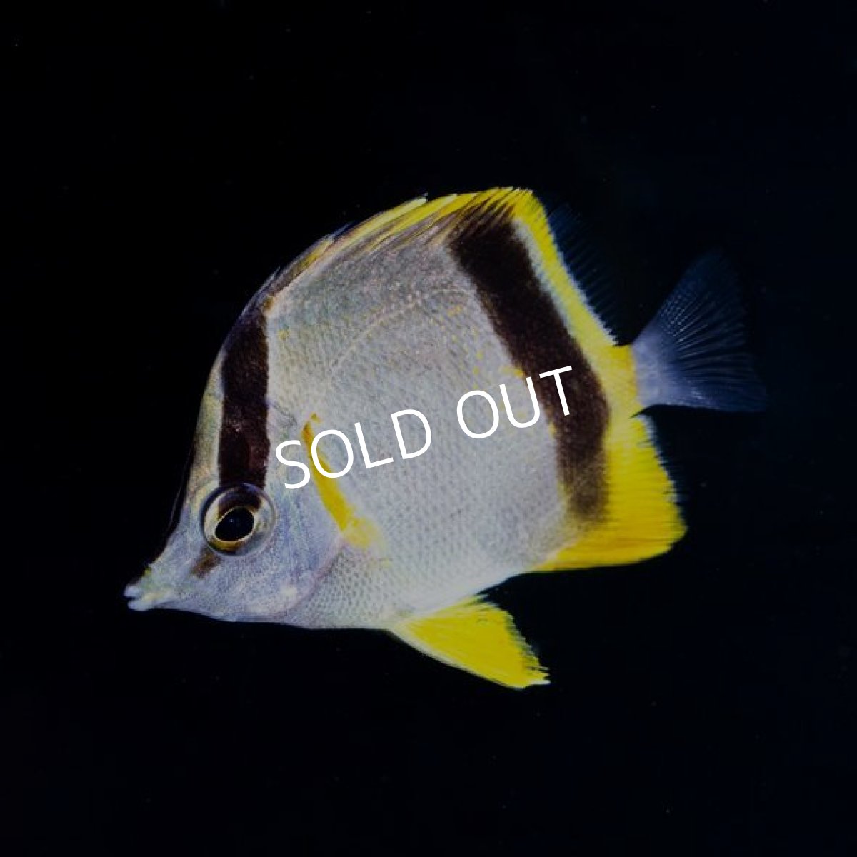 画像2: ■ＳＡＬＥ■ マルセラバタフライフィッシュ　No.2 (2)