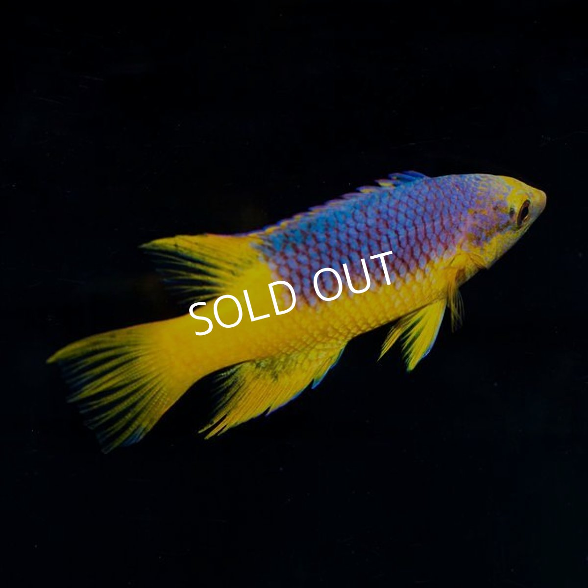 画像3: ■SALE■ スパニッシュホグフィッシュ (3)