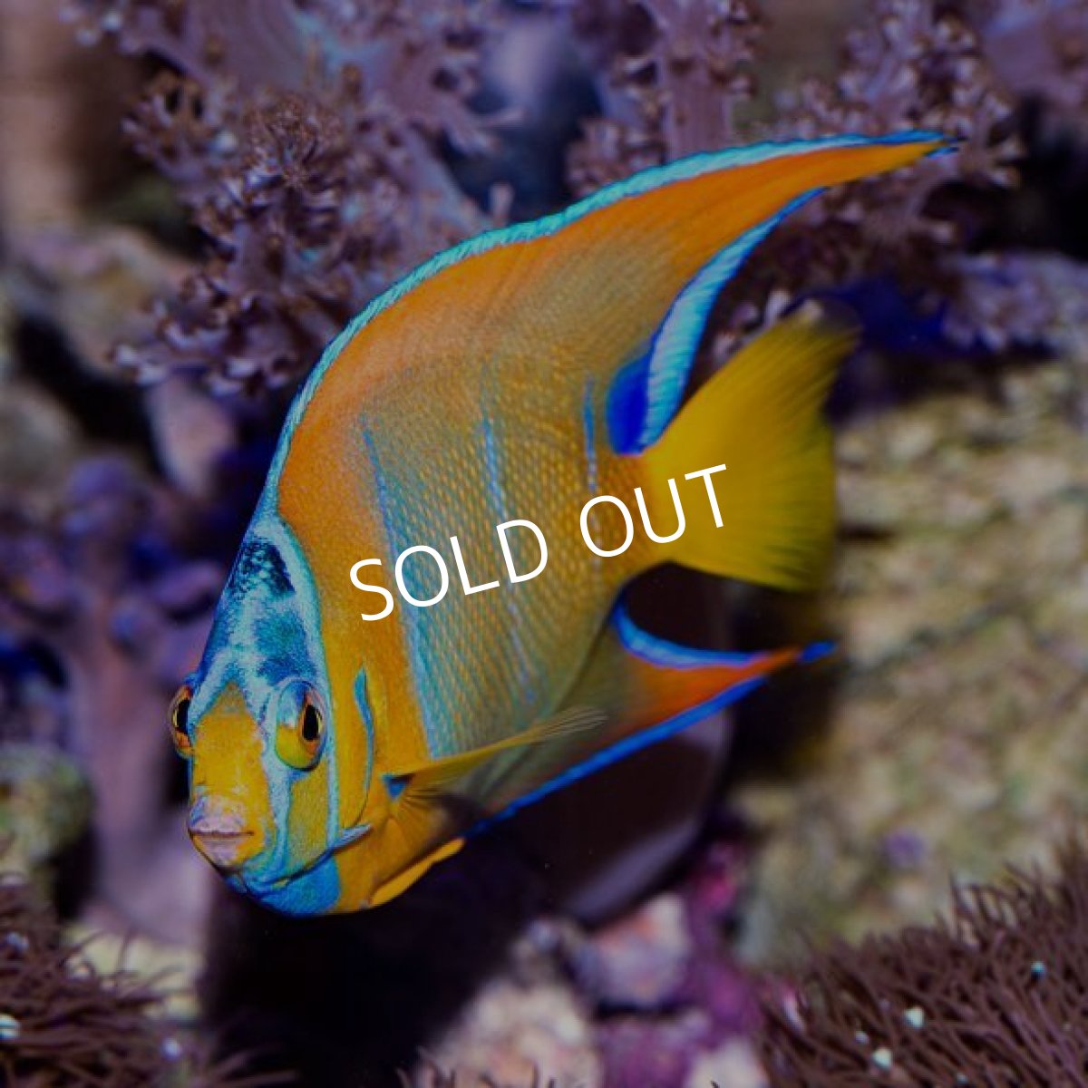 画像3: ■SALE■ クイーンエンゼル  (3)