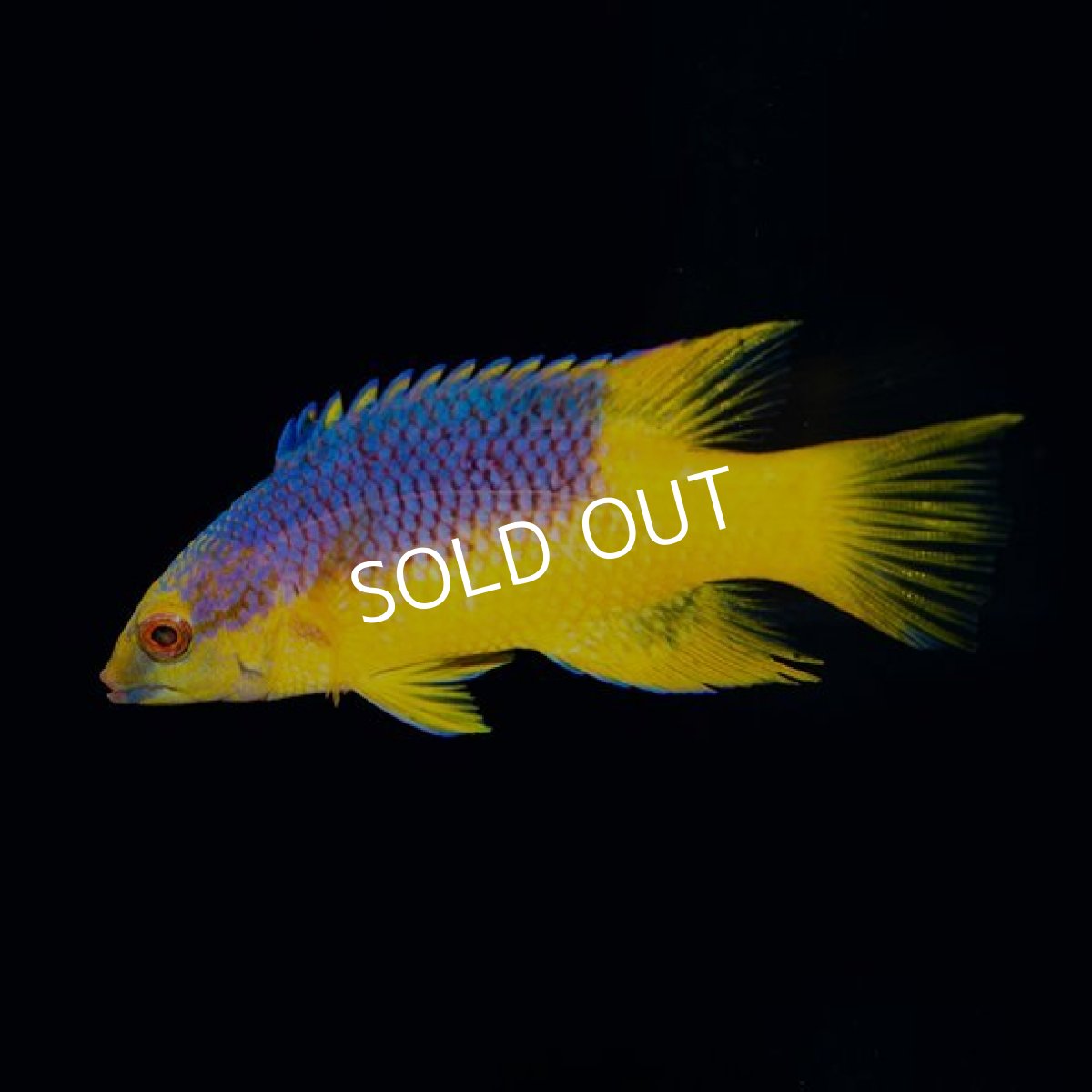 画像2: ■SALE■ スパニッシュホグフィッシュ (2)