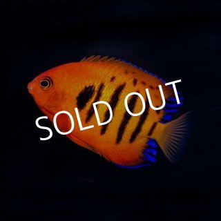 海水魚