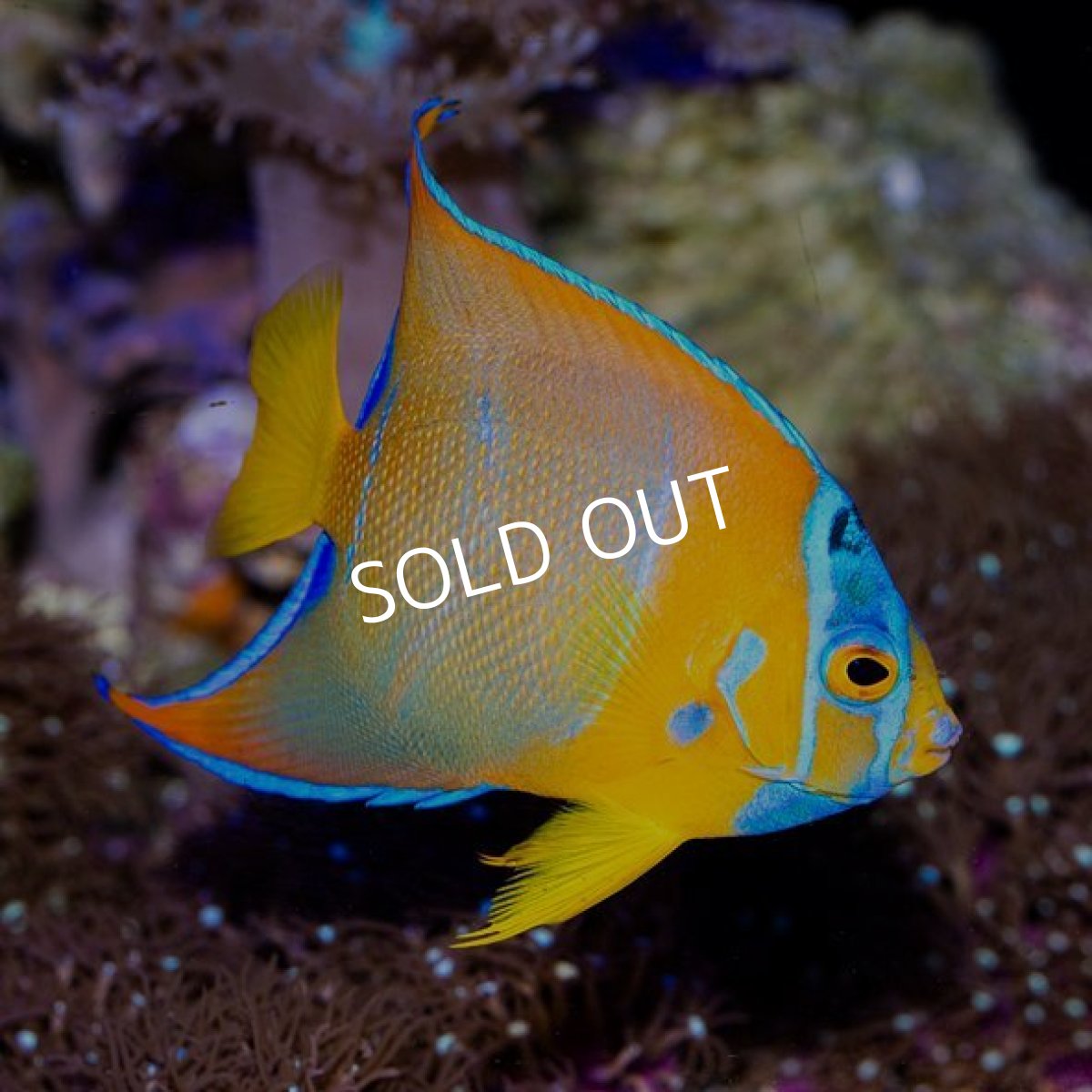 画像2: ■SALE■ クイーンエンゼル  (2)