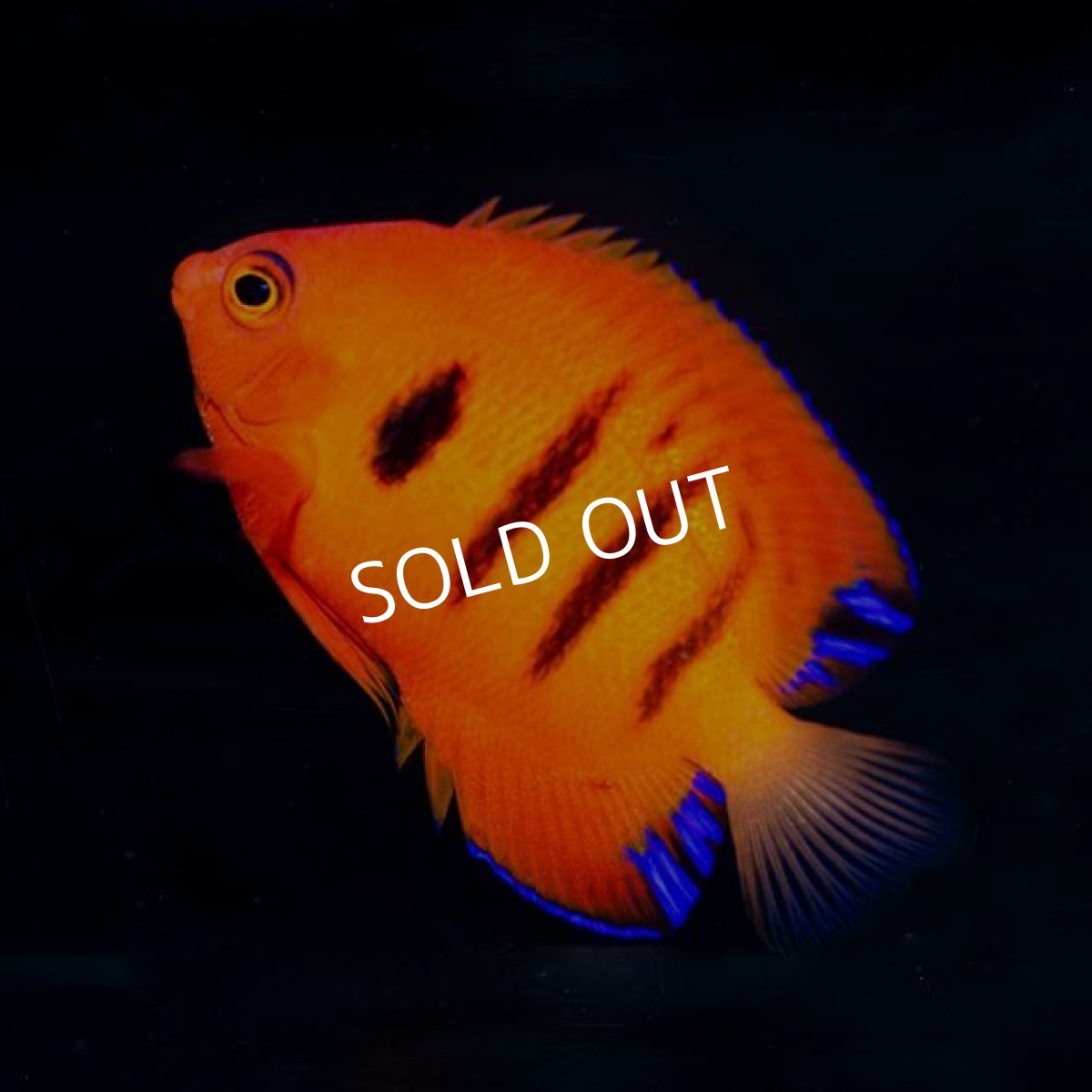 画像2: ■SALE■ フレームエンゼル No.2 (2)