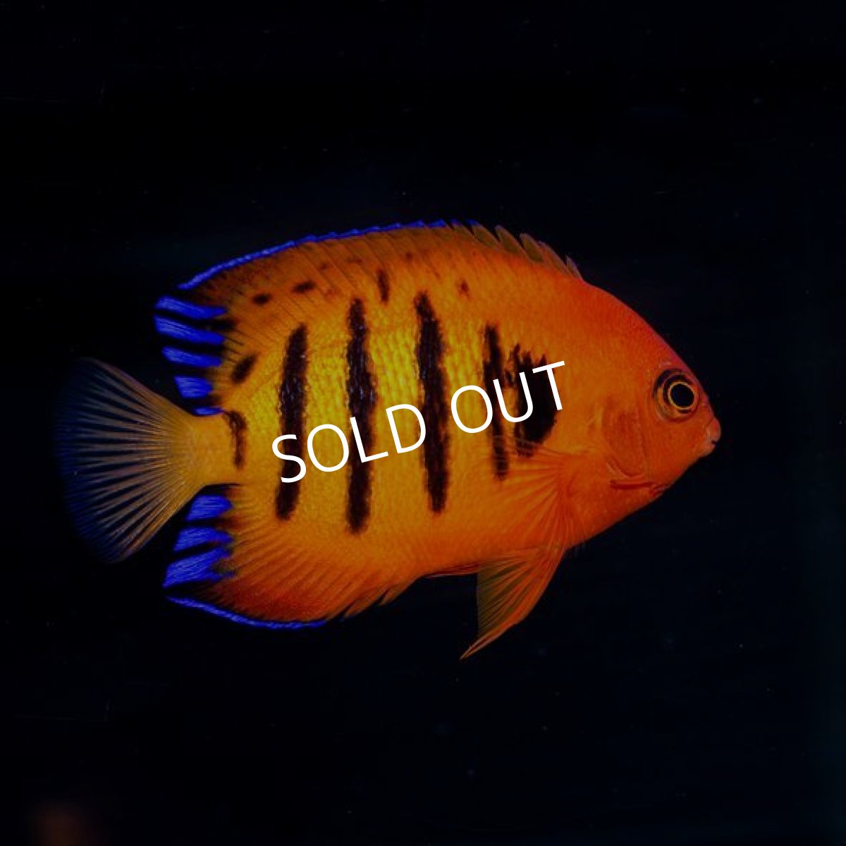 画像2: ■SALE■ フレームエンゼル No.1 (2)