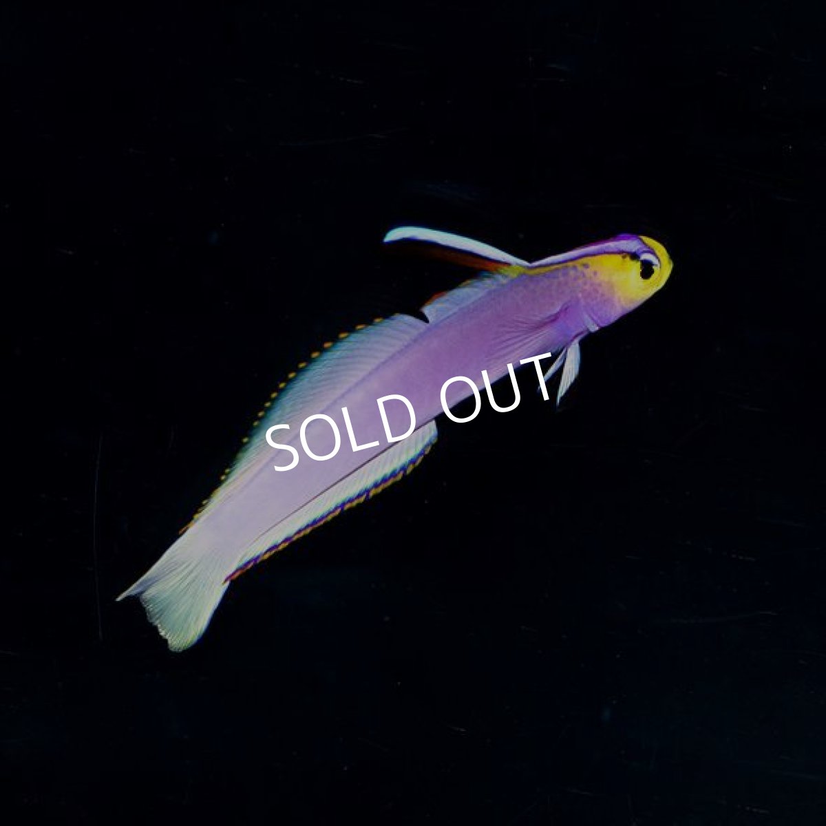 画像2: ■ＳＡＬＥ■ パープルファイヤーゴビー　No.2 (2)